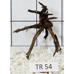 Spiderwood 54