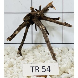 Spiderwood 54