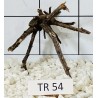 Spiderwood 54