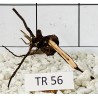 Spiderwood 56