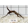 Spiderwood 56