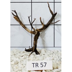 Spiderwood 57