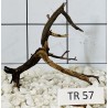 Spiderwood 57