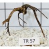 Spiderwood 57