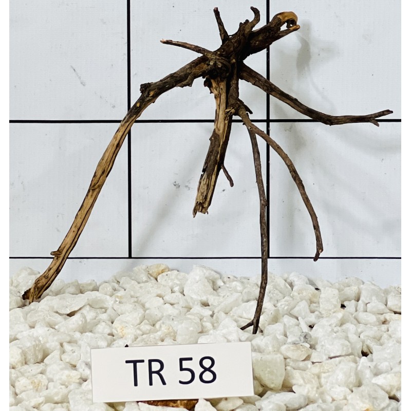 Spiderwood 58