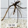 Spiderwood 58