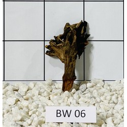 Bogwood 06