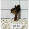 Bogwood 06