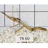 Spiderwood 60