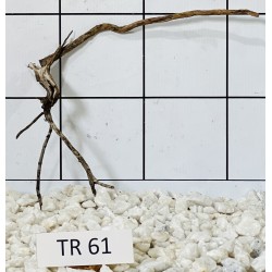 Spiderwood 61