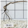 Spiderwood 61