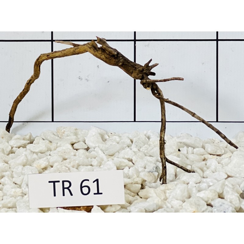 Spiderwood 61