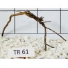 Spiderwood 61
