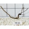 Spiderwood 61