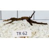 Spiderwood 62