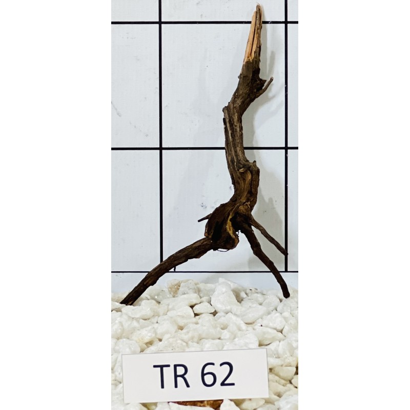 Spiderwood 62