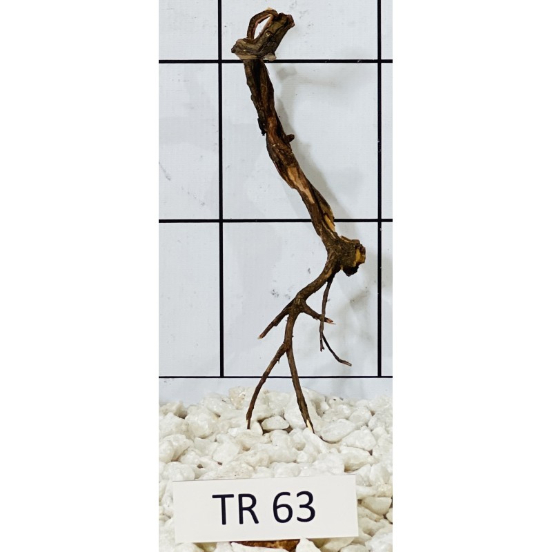 Spiderwood 63