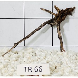 Spiderwood 66