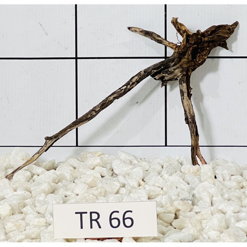 Spiderwood 66