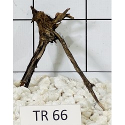 Spiderwood 66