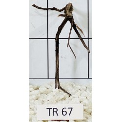 Spiderwood 67