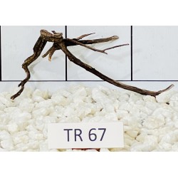 Spiderwood 67