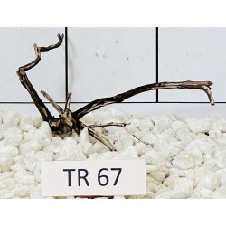 Spiderwood 67