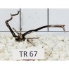 Spiderwood 67