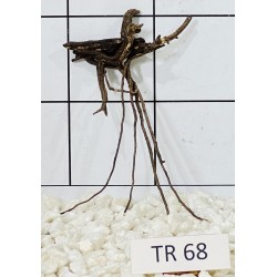 Spiderwood 68