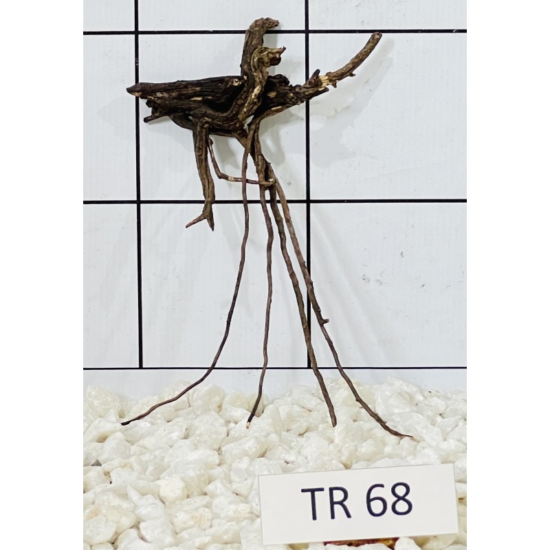 Spiderwood 68