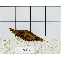 Bogwood 07