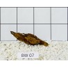 Bogwood 07