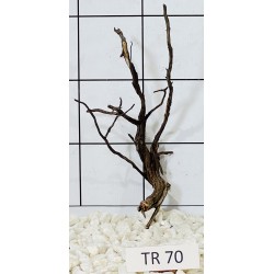 Spiderwood 70