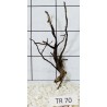 Spiderwood 70