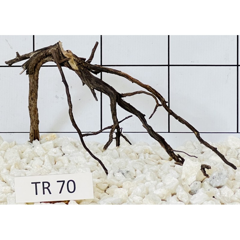 Spiderwood 70