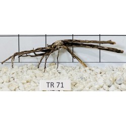 Spiderwood 71