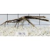 Spiderwood 71