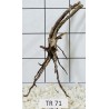 Spiderwood 71