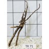 Spiderwood 71
