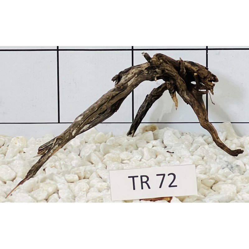 Spiderwood 72