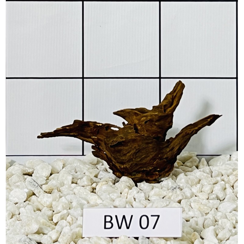 Bogwood 07