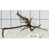 Spiderwood 73