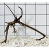 Spiderwood 73