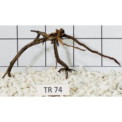 Spiderwood 74