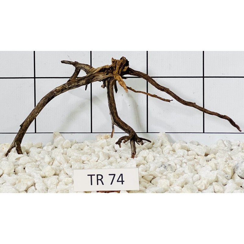 Spiderwood 74