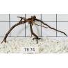 Spiderwood 74