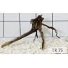Spiderwood 75