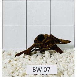 Bogwood 07