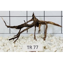 Spiderwood 77