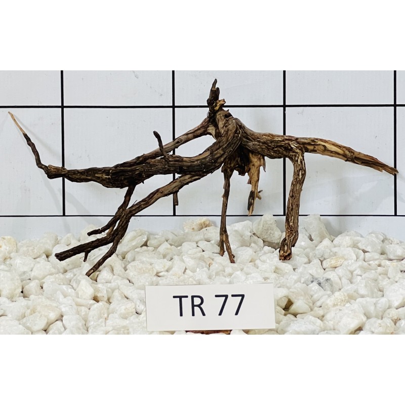 Spiderwood 77